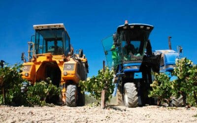 Vendimia Histórica: Será obligatorio establecer contratos de compraventa de uva con límite máximo de pago