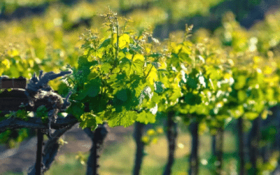 Agricultura convoca las ayudas para reestructuración y reconversión de viñedo en Castilla y León